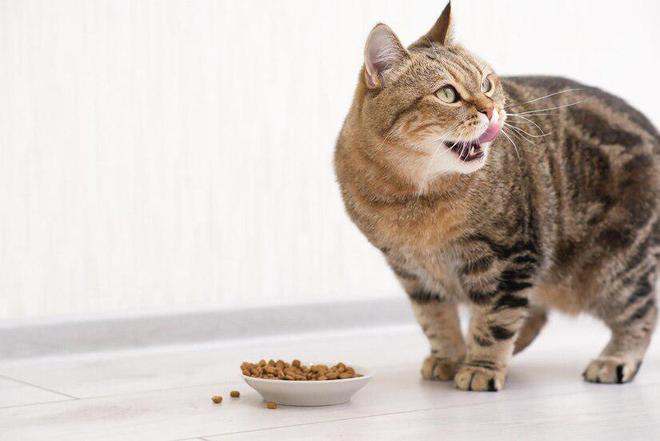 九游体育：除了常见的鸡肉、鱼肉猫粮里的肉类来源竟还有这么多！(图6)