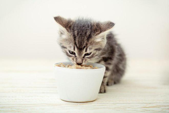 艾尔猫粮是一家什么样的猫粮品牌？(图3)