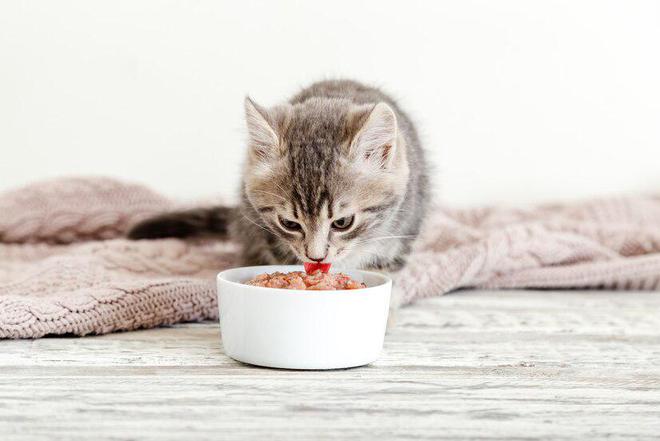 艾尔猫粮是一家什么样的猫粮品牌？(图2)