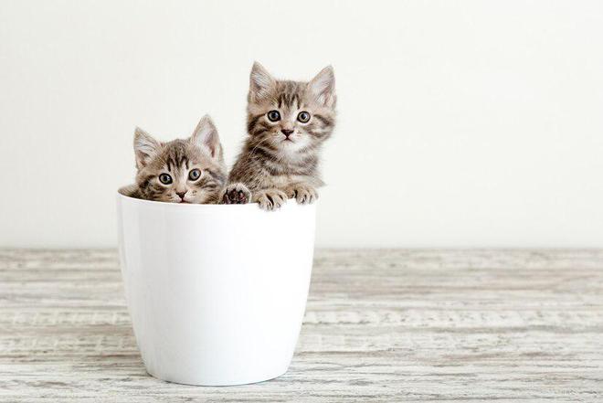 艾尔猫粮是一家什么样的猫粮品牌？(图4)