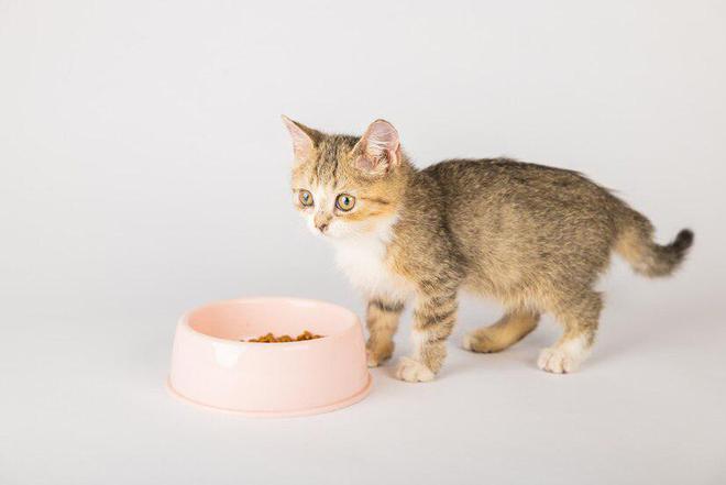 618囤干猫粮还是囤湿猫粮？干和湿优缺点大比拼(图4)