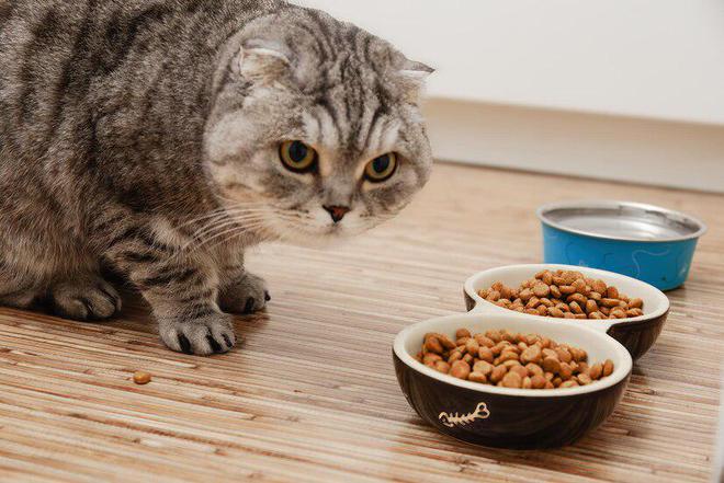 618囤干猫粮还是囤湿猫粮？干和湿优缺点大比拼(图7)