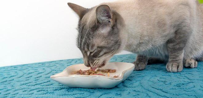 618囤干猫粮还是囤湿猫粮？干和湿优缺点大比拼(图5)