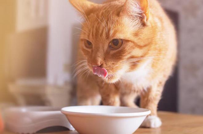 618选猫粮618囤湿猫粮有哪些好处(图5)