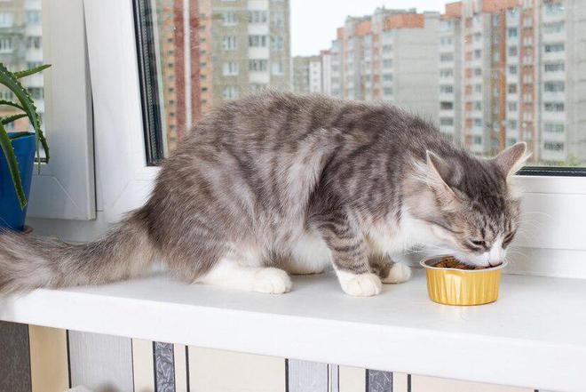 618选猫粮618囤湿猫粮有哪些好处(图7)