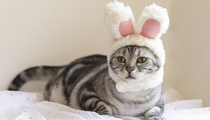 猫主粮十大品牌排行榜猫主粮十大品牌排行榜大全(图3)
