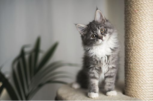 九游体育网站：猫粮推荐蓝挚为宠物带来健康美味的营养选择(图2)