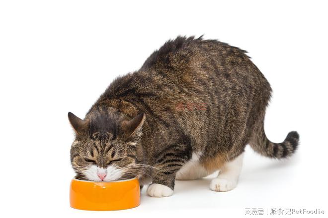 九游体育：新鲜宠物食品的机会和挑战（3）(图4)