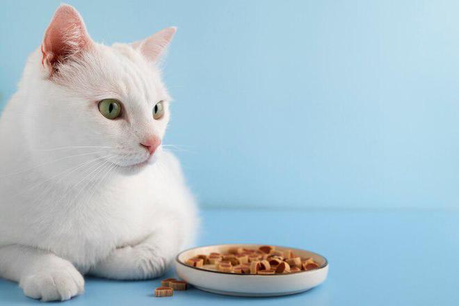 猫粮应该怎么选？选择猫粮究竟要考虑哪些因素？(图2)