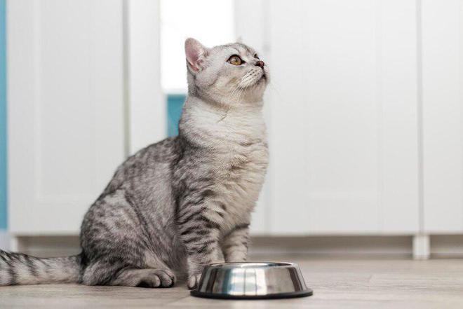 猫粮应该怎么选？选择猫粮究竟要考虑哪些因素？(图5)