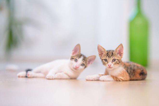 猫粮应该怎么选？选择猫粮究竟要考虑哪些因素？(图7)
