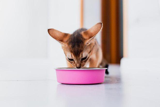 猫粮应该怎么选？选择猫粮究竟要考虑哪些因素？(图6)