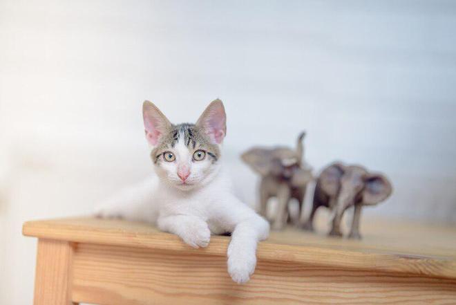 猫粮应该怎么选？选择猫粮究竟要考虑哪些因素？(图9)