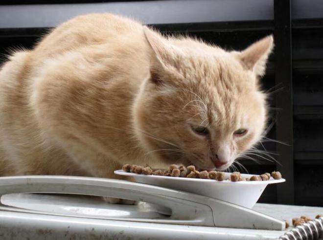 猫咪不肯吃猫粮？赶紧来试试以下这些办法吧！(图3)
