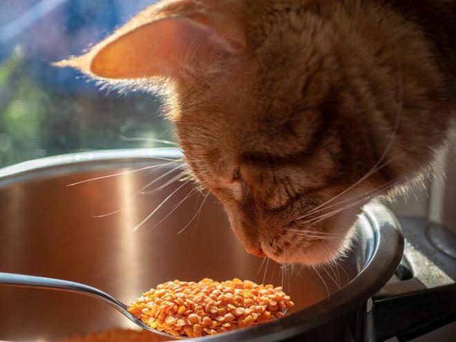 猫咪不肯吃猫粮？赶紧来试试以下这些办法吧！(图2)