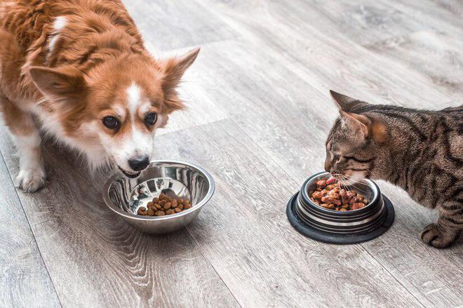 猫咪不肯吃猫粮？赶紧来试试以下这些办法吧！(图5)