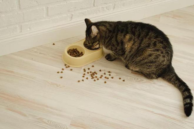 猫咪不肯吃猫粮？赶紧来试试以下这些办法吧！(图4)