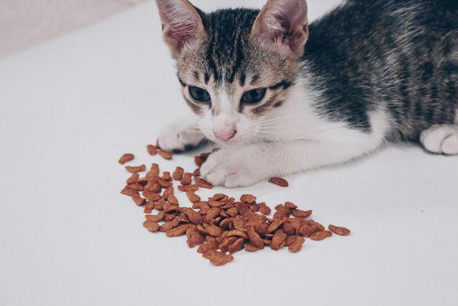 猫咪不肯吃猫粮？赶紧来试试以下这些办法吧！(图6)