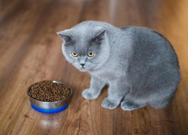 猫咪不肯吃猫粮？赶紧来试试以下这些办法吧！(图7)
