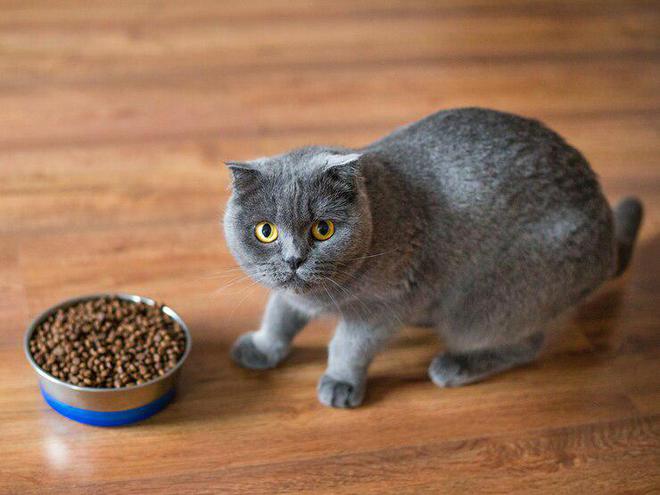 猫咪不肯吃猫粮？赶紧来试试以下这些办法吧！(图8)