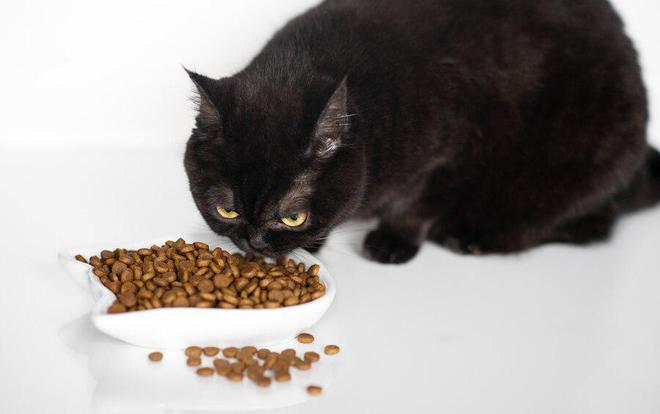 猫咪不肯吃猫粮？赶紧来试试以下这些办法吧！(图10)