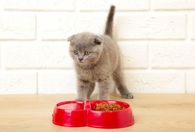 九游体育网站：笑宠猫粮质量怎么样？浅谈笑宠猫粮质量的特点和不足(图4)
