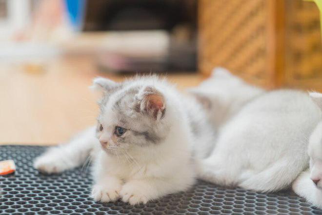 九游体育网站：笑宠猫粮质量怎么样？浅谈笑宠猫粮质量的特点和不足(图8)