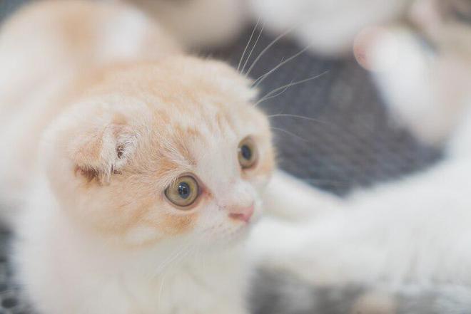 九游体育网站：笑宠猫粮质量怎么样？浅谈笑宠猫粮质量的特点和不足(图9)