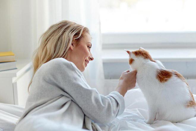 什么是全价猫粮？全价猫粮和普通有什么区别(图5)