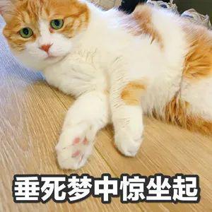 警告618前又送检到国产D猫粮！(图8)