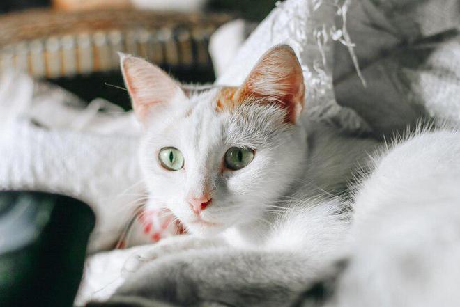 领先猫粮怎么样领先猫粮好不好？(图2)