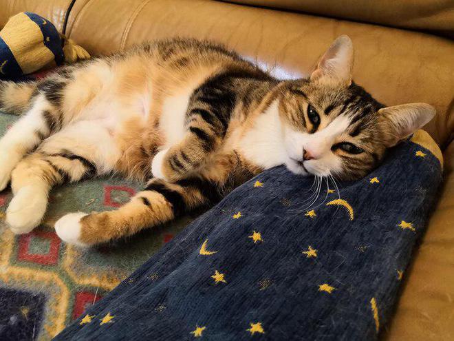 领先猫粮怎么样领先猫粮好不好？(图4)
