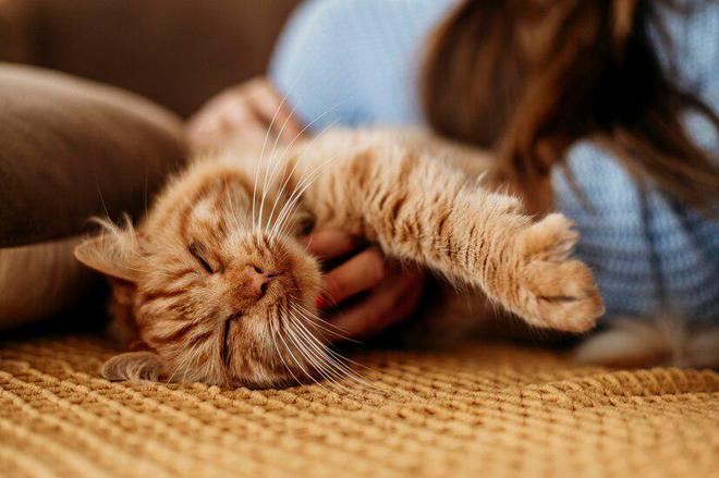 领先猫粮怎么样领先猫粮好不好？(图6)