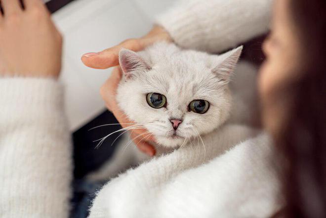 领先猫粮怎么样领先猫粮好不好？(图8)