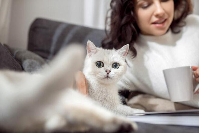 领先猫粮怎么样领先猫粮好不好？(图7)
