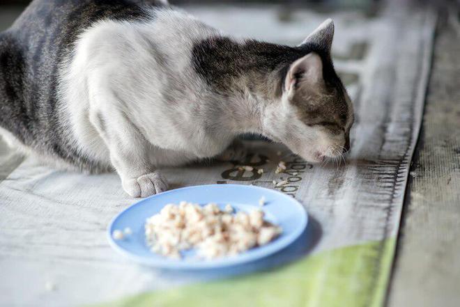 九游体育：金宠猫粮怎么样(图2)