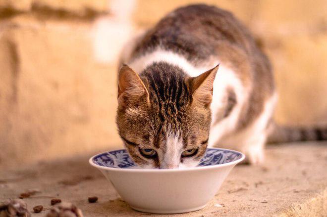 九游体育：金宠猫粮怎么样(图5)