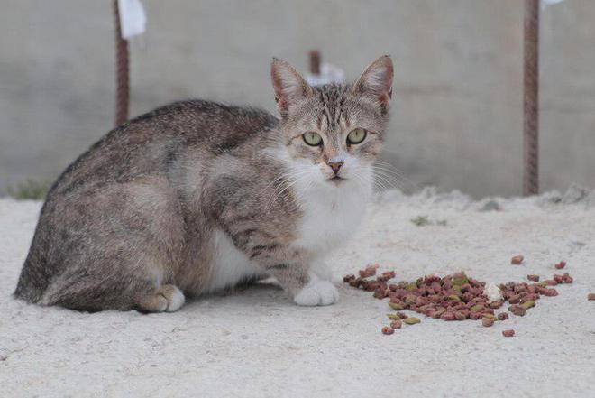 九游体育：金宠猫粮怎么样(图3)