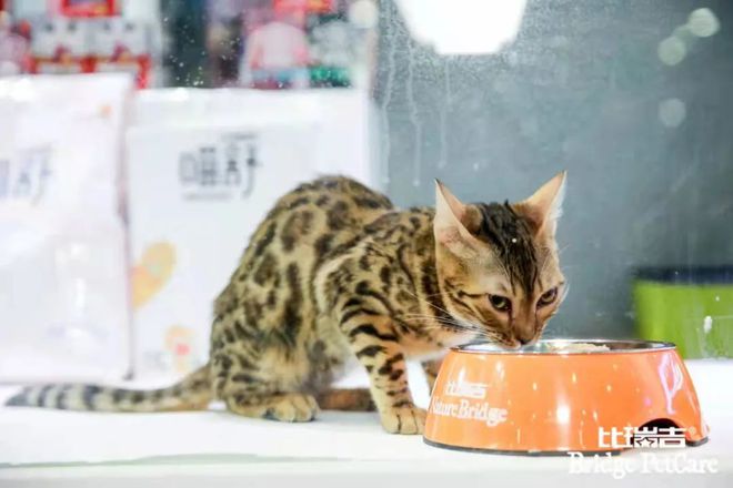 九游体育网站：宠物食品市场规模千亿替代国外品牌看20年老牌国货怎么做？(图6)