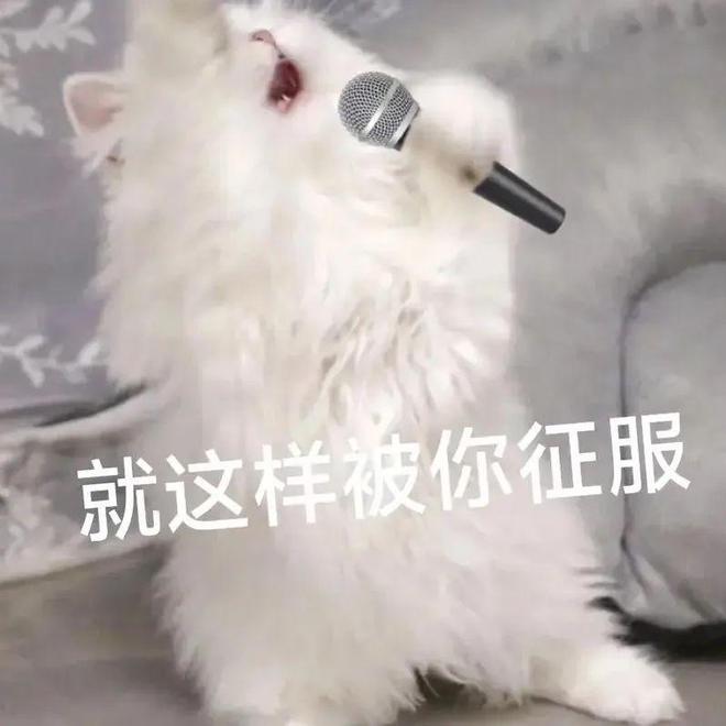 九游体育：宣布大事：我监制了一款低温烘焙猫粮！(图2)