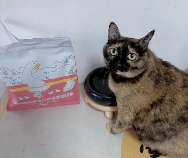 九游体育：宣布大事：我监制了一款低温烘焙猫粮！(图26)
