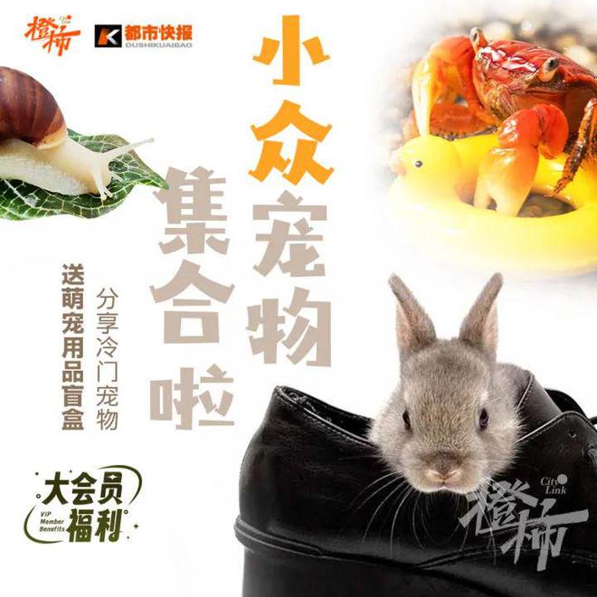这些冷门宠物你养过吗？(图4)