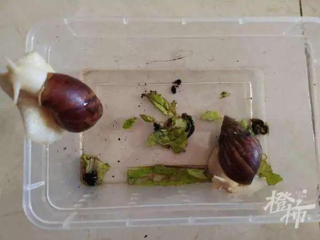 这些冷门宠物你养过吗？(图2)