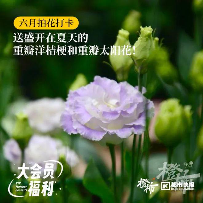 这些冷门宠物你养过吗？(图8)