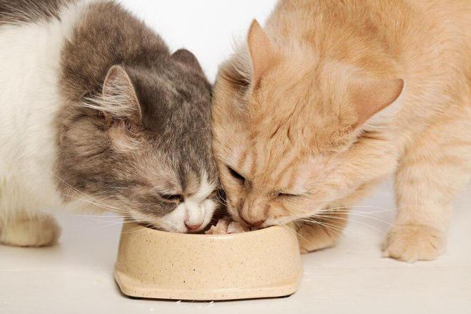 「618购物节特辑」猫咪瘦身秘籍：低卡路里猫粮大揭秘与选购推荐(图4)