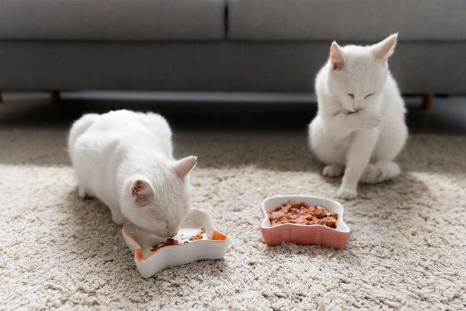 猫咪的健康守护者：全天然成分猫粮大揭秘与正确存储指南(图3)