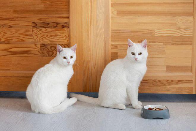 猫咪的健康守护者：全天然成分猫粮大揭秘与正确存储指南(图5)