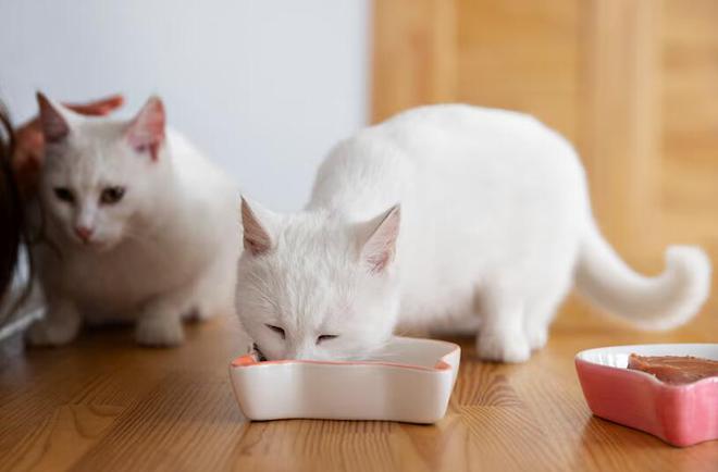 猫咪的健康守护者：全天然成分猫粮大揭秘与正确存储指南(图6)
