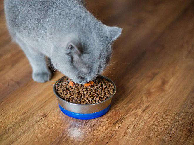 猫粮的主要成分是什么？6大主要成分对猫咪至关重要(图2)