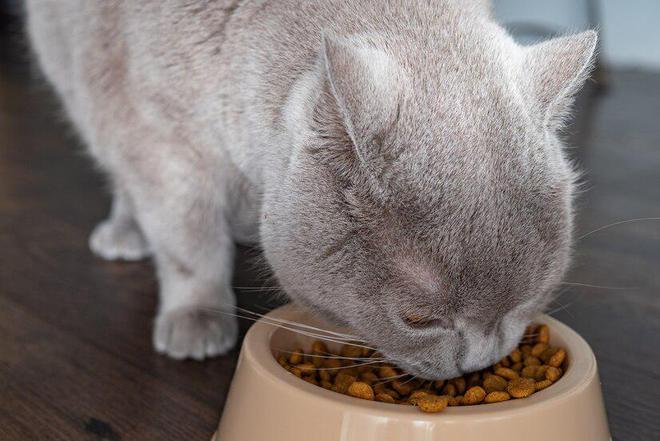 猫粮的主要成分是什么？6大主要成分对猫咪至关重要(图3)